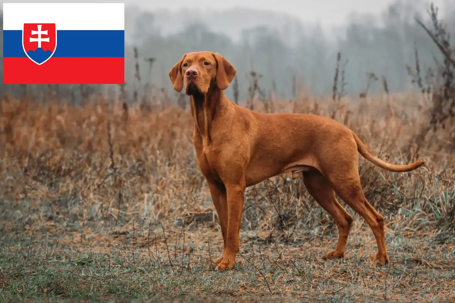 Read more about the article Magyar Vizsla breeders and puppies in Slovakia