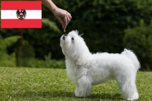 Read more about the article Maltese breeders and puppies in Austria