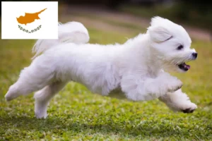 Read more about the article Maltese breeders and puppies in Cyprus