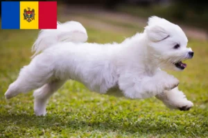 Read more about the article Maltese breeders and puppies in the Republic of Moldova