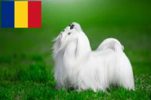 Read more about the article Maltese breeders and puppies in Romania