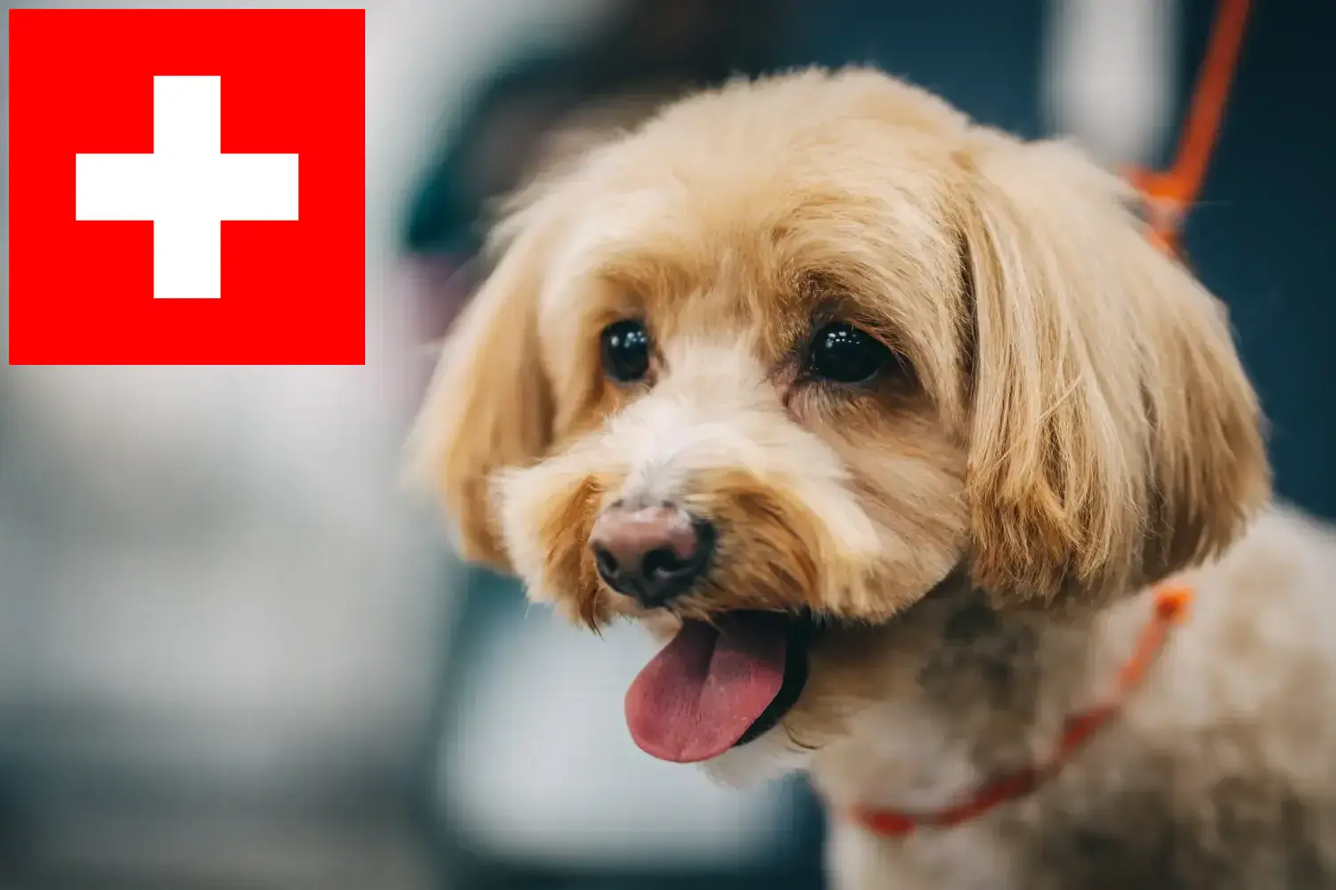 Maltipoo breeders and puppies in Switzerland - Dogweb.co.uk