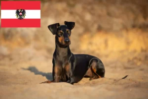 Read more about the article Manchester Terrier breeders and puppies in Austria