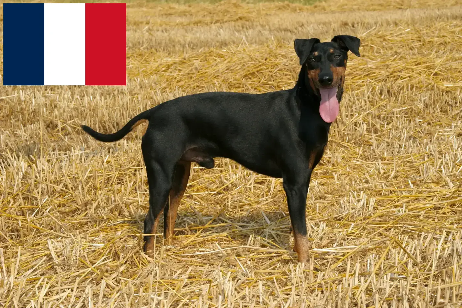 Read more about the article Manchester Terrier breeders and puppies in France