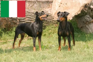 Read more about the article Manchester Terrier breeders and puppies in Italy