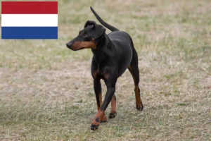 Read more about the article Manchester Terrier breeders and puppies in the Netherlands