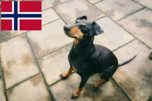 Read more about the article Manchester Terrier breeders and puppies in Norway