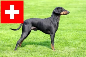 Read more about the article Manchester Terrier breeders and puppies in Switzerland