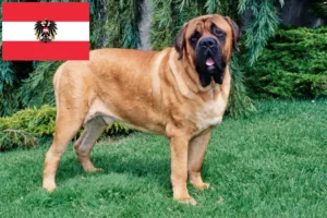Read more about the article Mastiff breeders and puppies in Austria