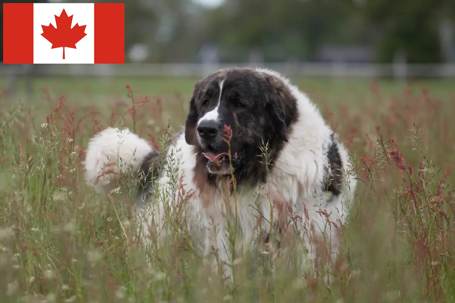 Read more about the article Mastín del Pirineo breeders and puppies in Canada