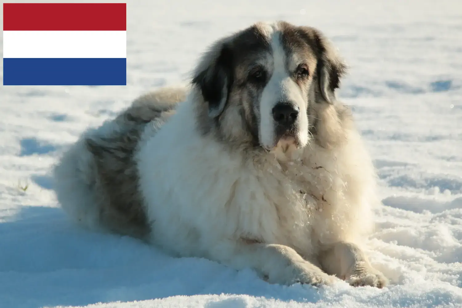 Read more about the article Mastín del Pirineo breeders and puppies in the Netherlands