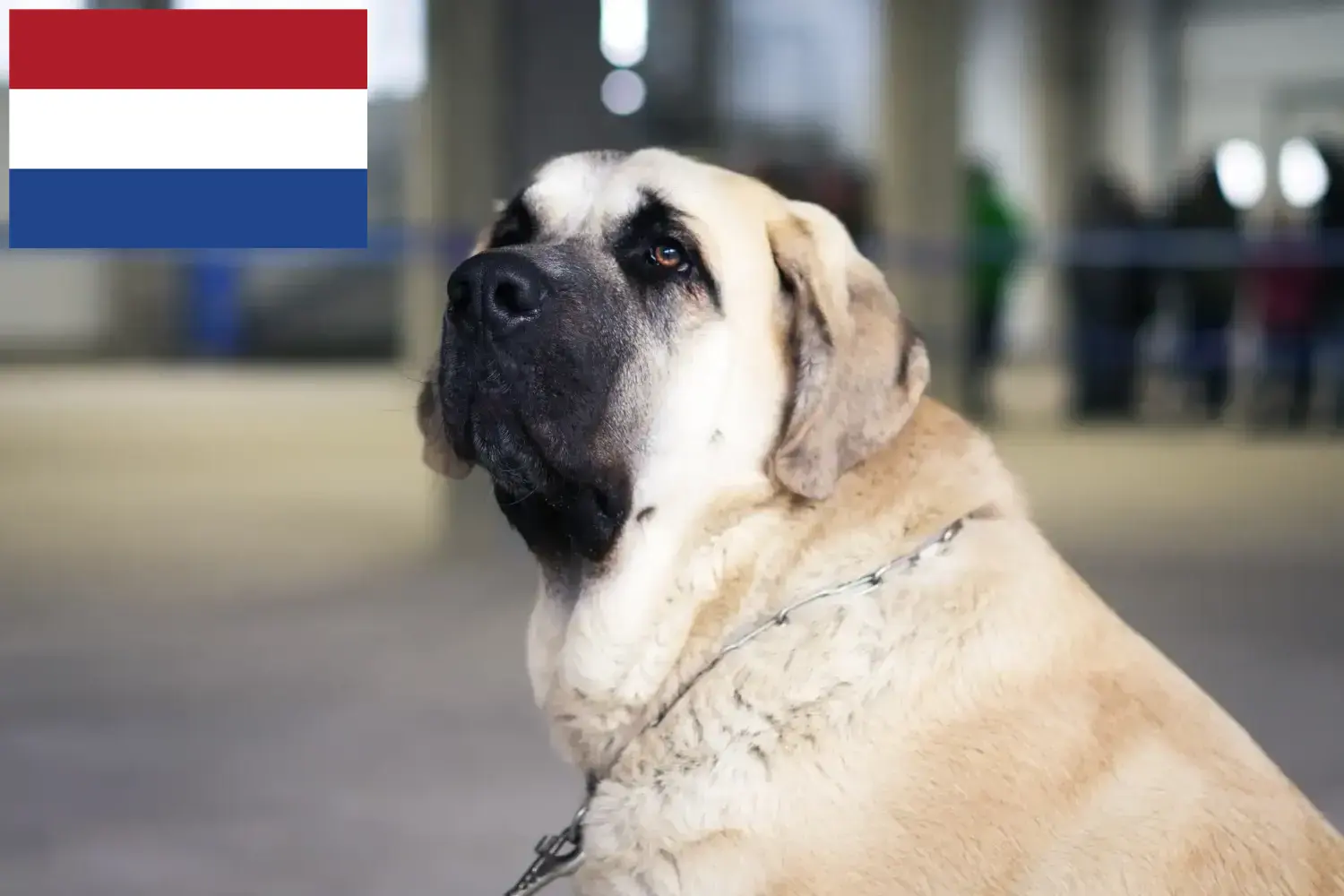 Read more about the article Mastín Español breeders and puppies in the Netherlands