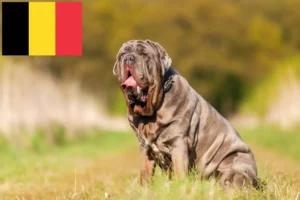 Read more about the article Mastino Napoletano breeders and puppies in Belgium