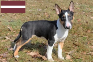 Read more about the article Miniature Bull Terrier breeders and puppies in Latvia