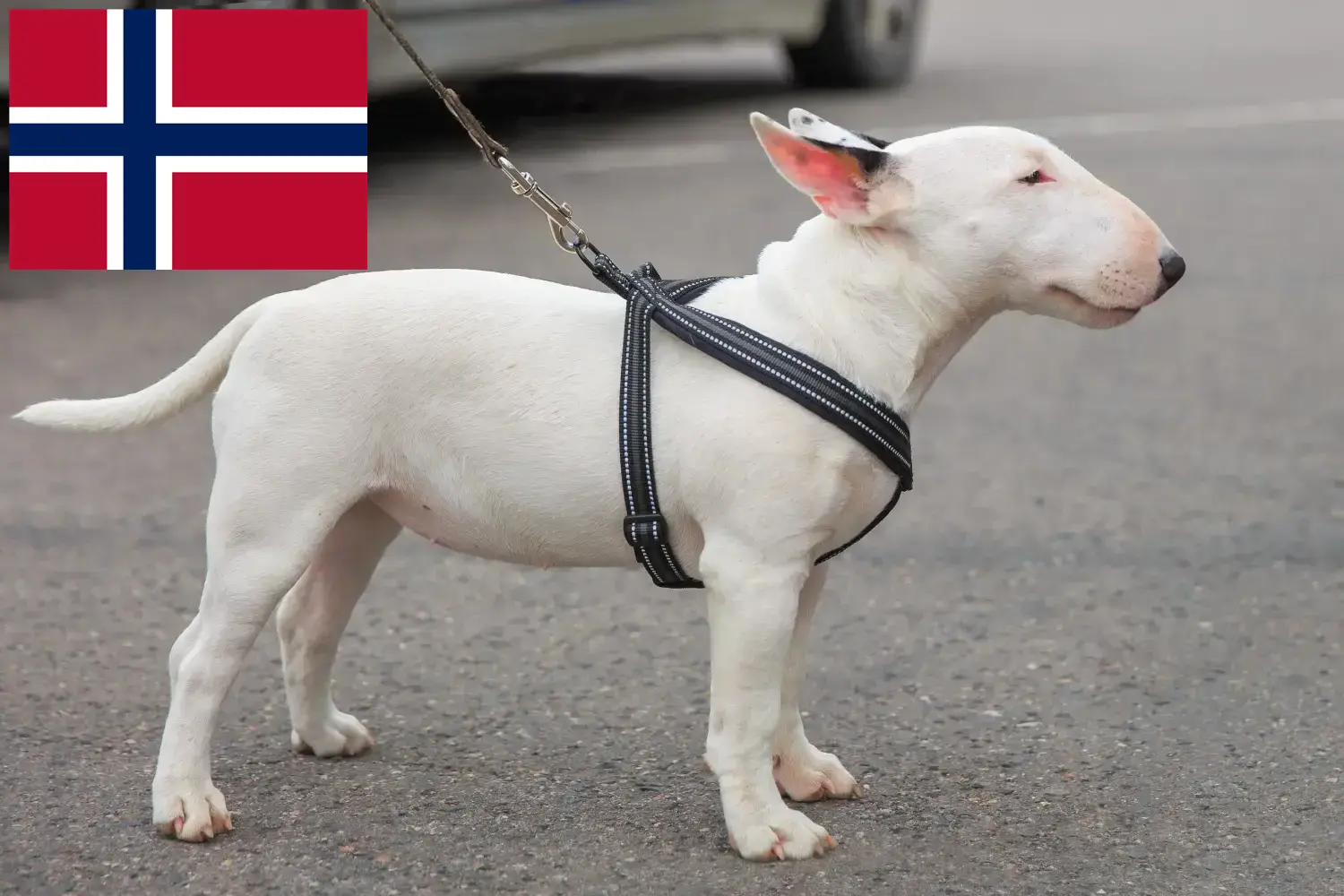 Read more about the article Miniature Bull Terrier breeders and puppies in Norway