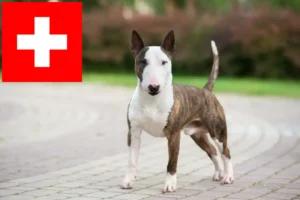 Read more about the article Miniature Bull Terrier breeders and puppies in Switzerland