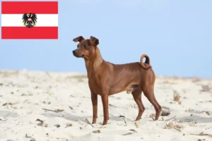 Read more about the article Miniature Pinscher breeders and puppies in Austria