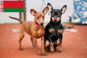 Read more about the article Miniature Pinscher breeders and puppies in Belarus