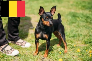 Read more about the article Miniature Pinscher breeders and puppies in Belgium