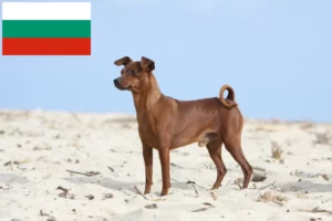 Read more about the article Miniature Pinscher breeders and puppies in Bulgaria