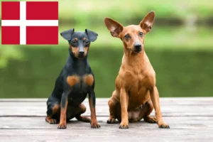 Read more about the article Miniature Pinscher breeders and puppies in Denmark