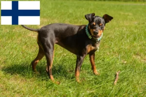 Read more about the article Miniature Pinscher breeders and puppies in Finland