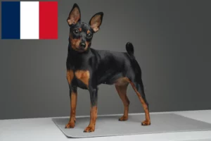 Read more about the article Miniature Pinscher breeders and puppies in France