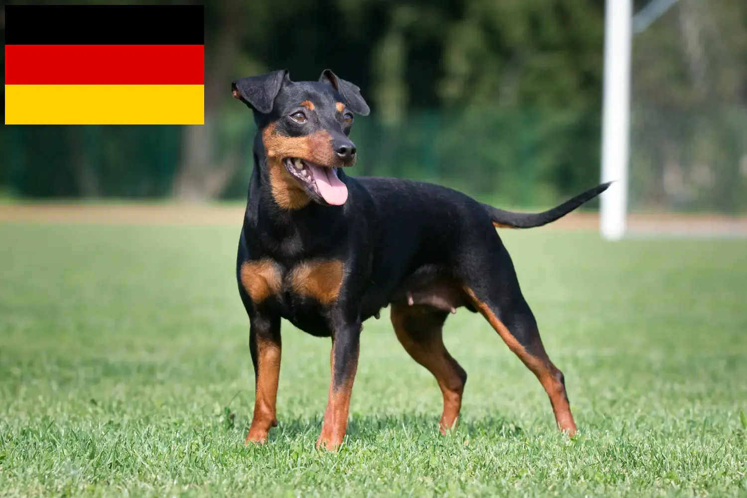 Read more about the article Miniature Pinscher breeders and puppies in Germany