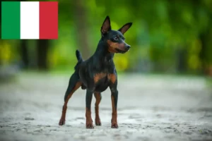 Read more about the article Miniature Pinscher breeders and puppies in Italy