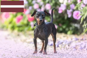 Read more about the article Miniature Pinscher breeders and puppies in Latvia