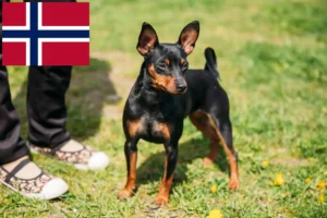 Read more about the article Miniature Pinscher breeders and puppies in Norway