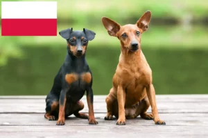 Read more about the article Miniature Pinscher breeders and puppies in Poland