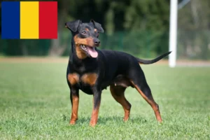 Read more about the article Miniature Pinscher breeders and puppies in Romania