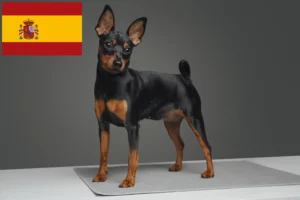 Read more about the article Miniature Pinscher breeders and puppies in Spain