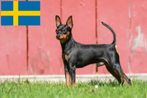 Read more about the article Miniature Pinscher breeders and puppies in Sweden