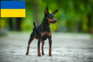 Read more about the article Miniature Pinscher breeders and puppies in Ukraine