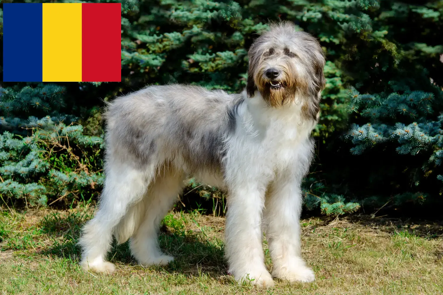 Read more about the article Mioritic breeders and puppies in Romania