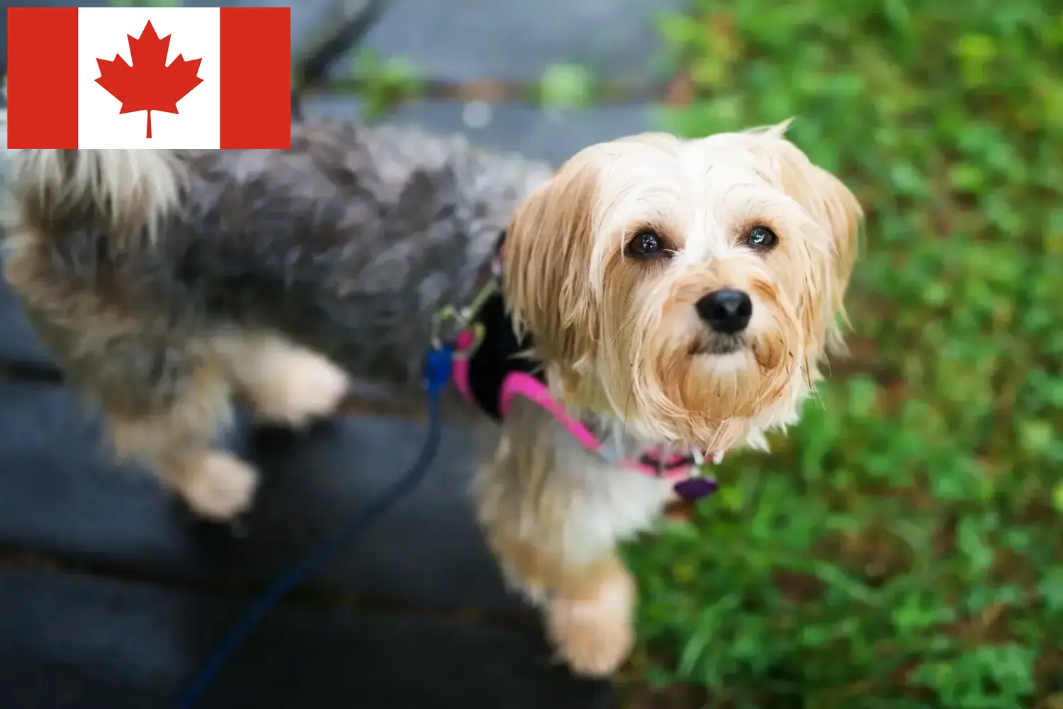 Read more about the article Morkie breeders and puppies in Canada