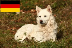 Read more about the article Mudi breeders and puppies in Germany