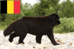 Read more about the article Newfoundland breeders and puppies in Belgium