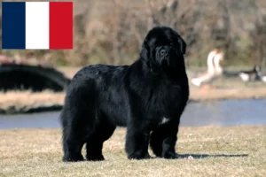 Read more about the article Newfoundland breeders and puppies in France