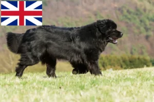 Read more about the article Newfoundland breeders and puppies in Great Britain