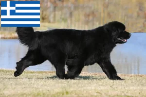 Read more about the article Newfoundland breeders and puppies in Greece