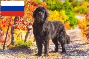 Read more about the article Newfoundland breeders and puppies in Russia