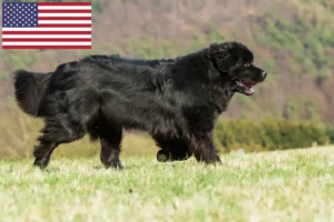 Read more about the article Newfoundland breeders and puppies in the USA