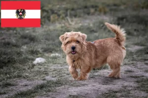 Read more about the article Norfolk Terrier breeders and puppies in Austria