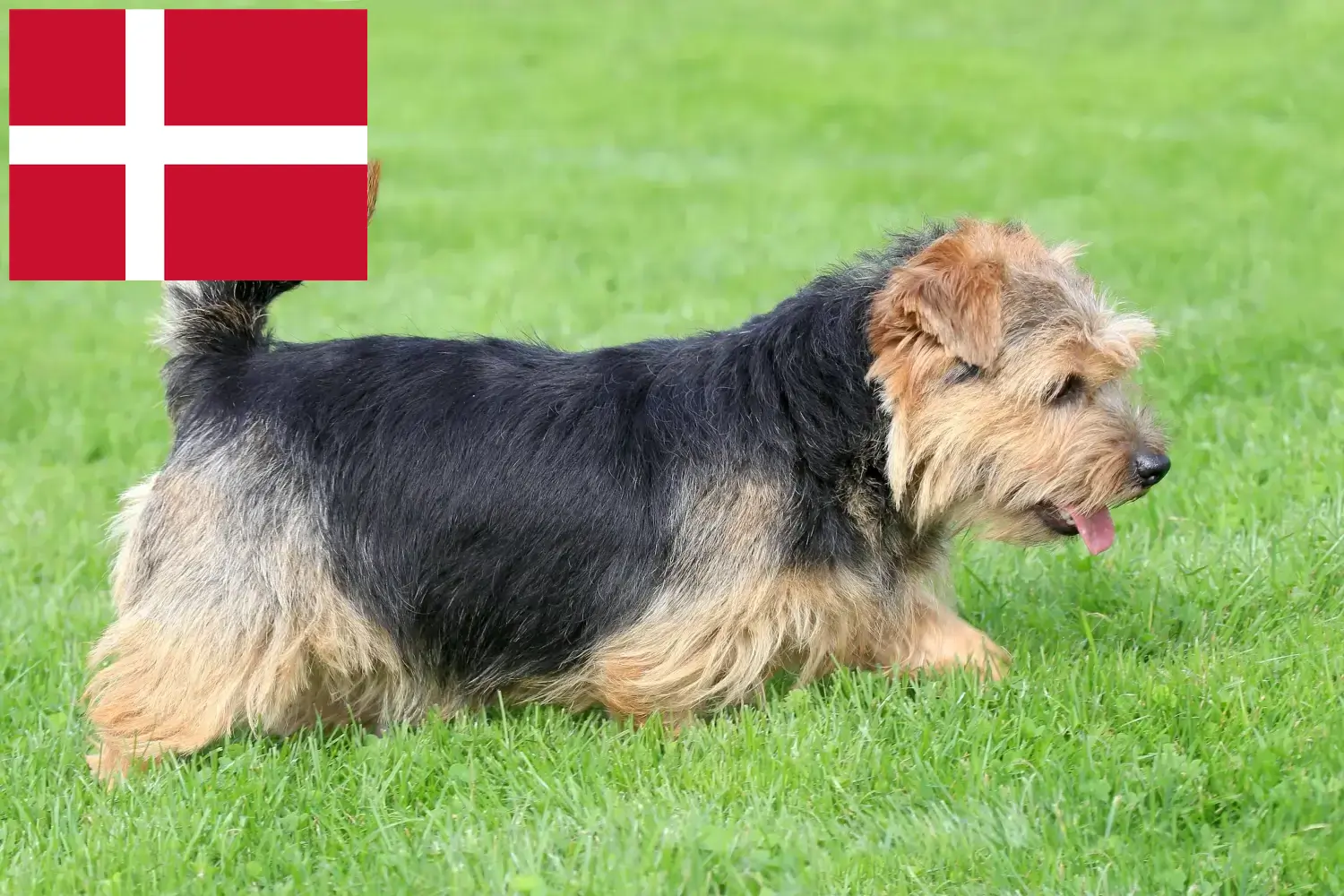 Read more about the article Norfolk Terrier breeders and puppies in Denmark