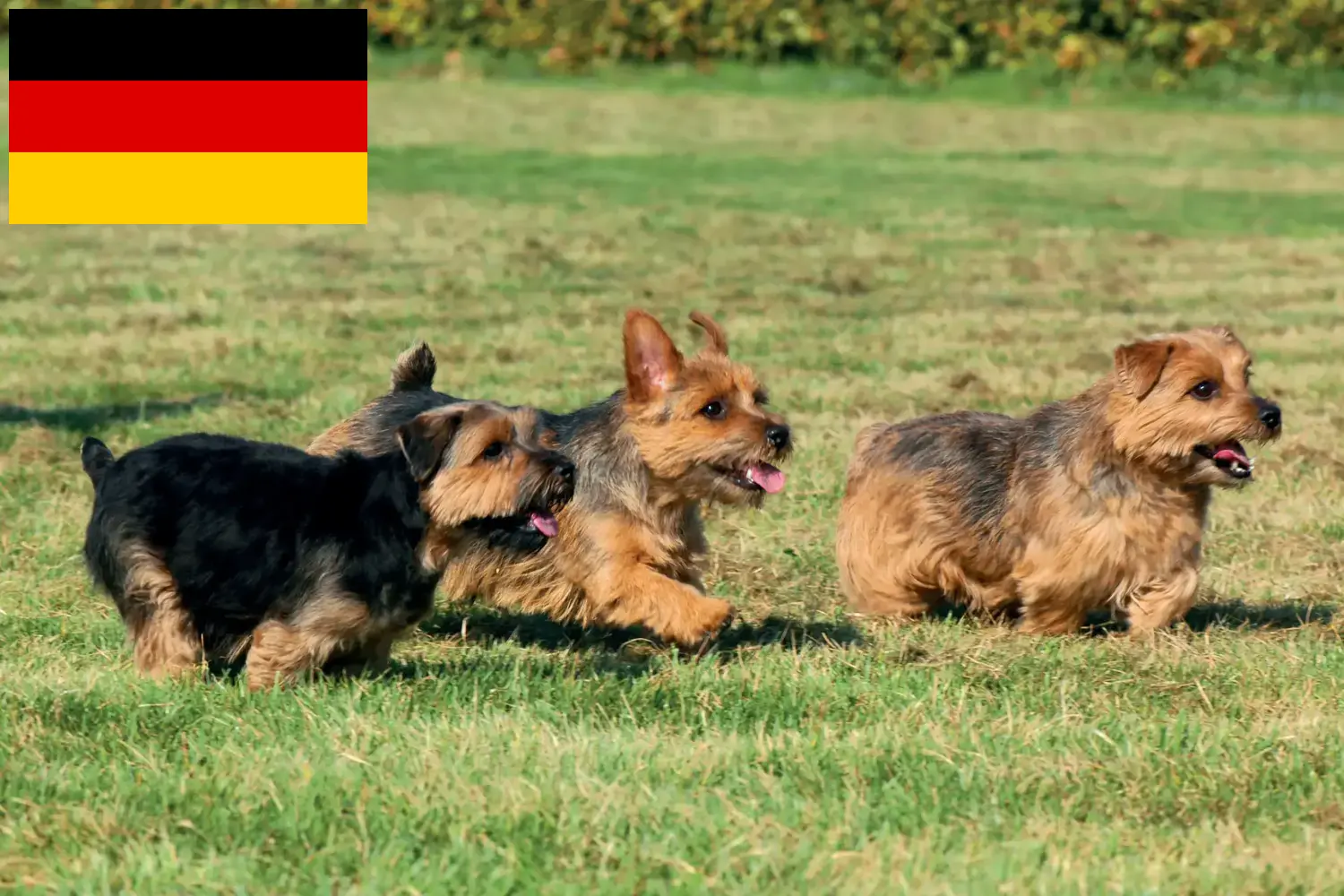 Read more about the article Norfolk Terrier breeders and puppies in Germany