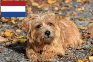 Read more about the article Norfolk Terrier breeders and puppies in the Netherlands