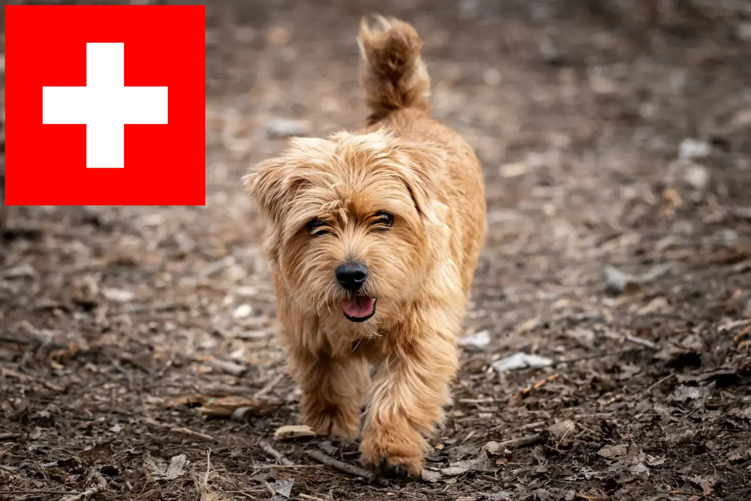 Read more about the article Norfolk Terrier breeders and puppies in Switzerland